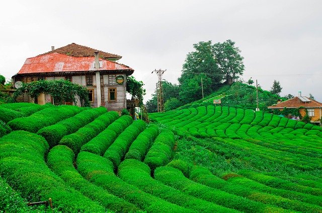 How Drinking Green Tea Increases Your Weight Loss While You Exercise