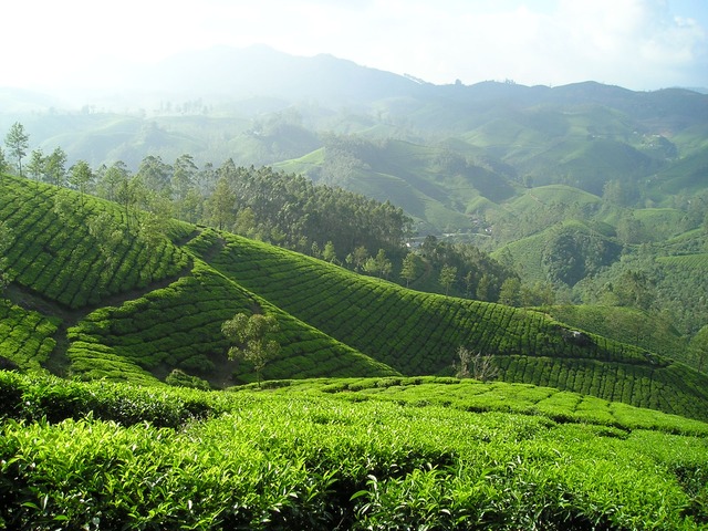 Green Tea Weight Loss Tips – 4 Tips on Losing Weight and How You Can Slim Down Fast!