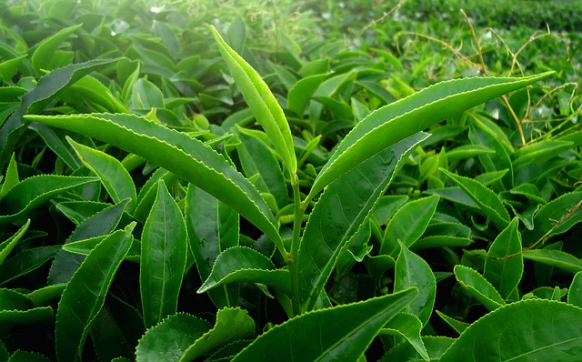 Green Tea Diet Pills – Best Fat Burners