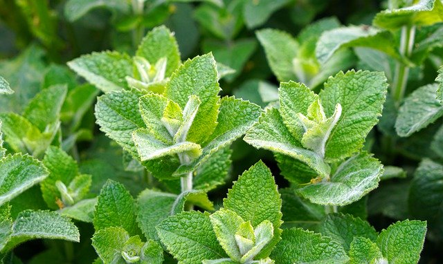 Green Tea Diet – The Best Way to Lose Weight Effectively