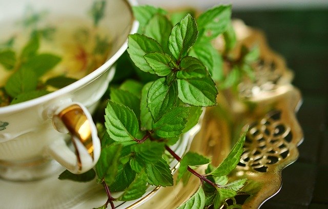 Green Tea And Your Health, The Incredible Power Of Camellia Sinensis