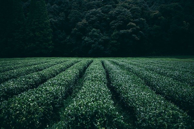 Green Tea – Do You Know What Are the Benefits?