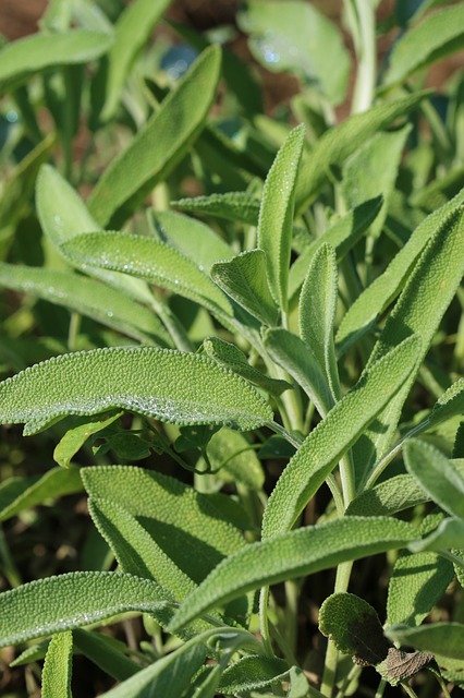 Wholesale Green Tea – The Benefits Of Organic Tea