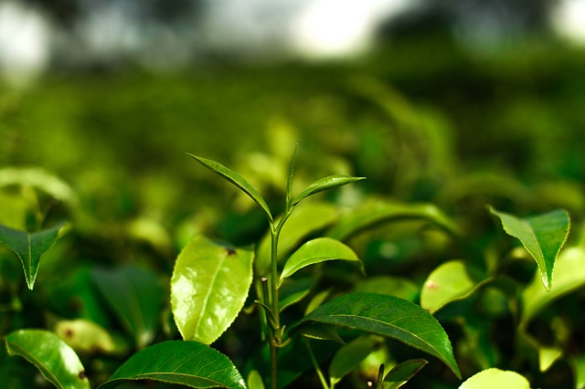 Green Tea Weight Loss Benefits